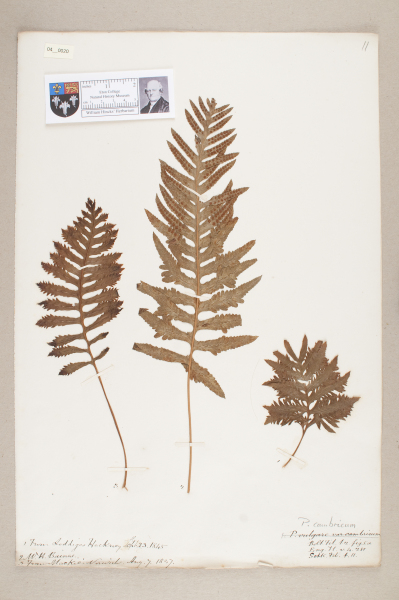 NHM_HH_4.20-2010 image NHM_HH_4.20-2010