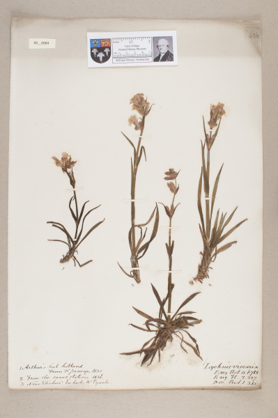 image NHM_HH_9.84-2010