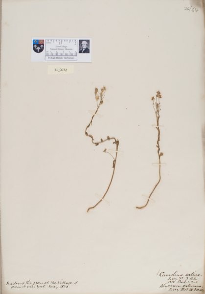 NHM_HH_11.72-2010 image NHM_HH_11.72-2010