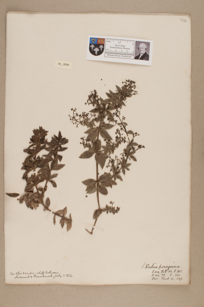 NHM_HH_26.36-2010 image NHM_HH_26.36-2010