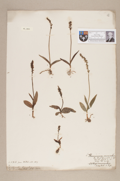 NHM_HH_40.25-2010 image NHM_HH_40.25-2010