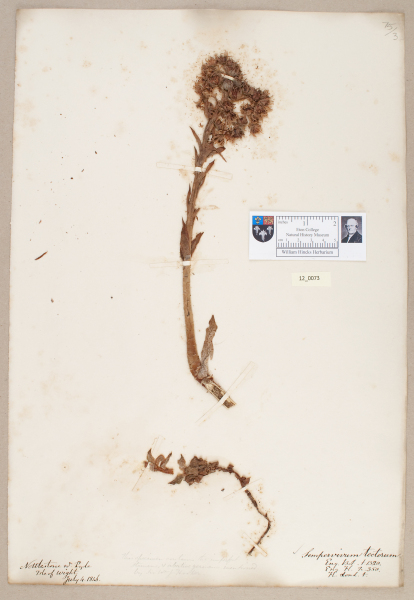 NHM_HH_12.73-2010 image NHM_HH_12.73-2010