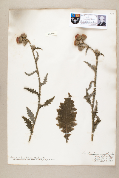 NHM_HH_27.9-2010 image NHM_HH_27.9-2010