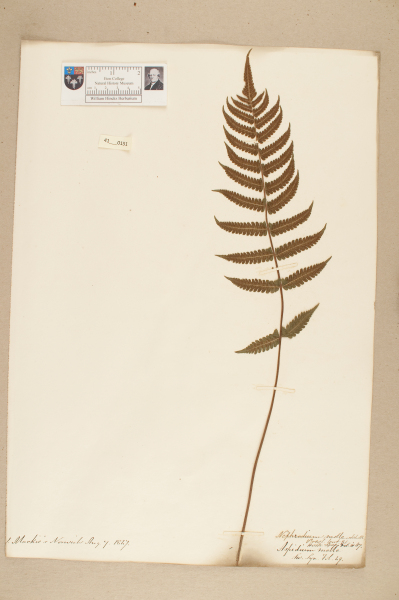 image NHM_HH_41.151-2010