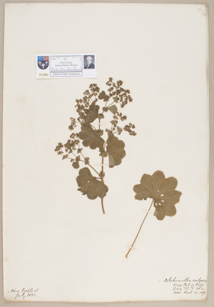 NHM_HH_13.82-2010 image NHM_HH_13.82-2010