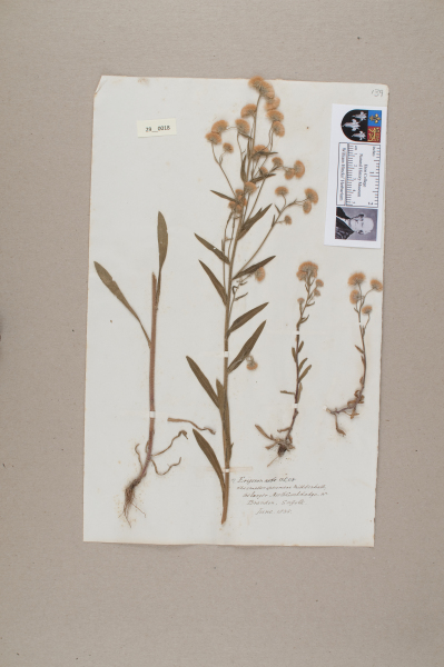 NHM_HH_29.18-2010 image NHM_HH_29.18-2010