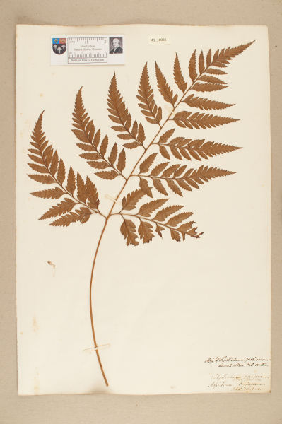 NHM_HH_41.86-2010 image NHM_HH_41.86-2010