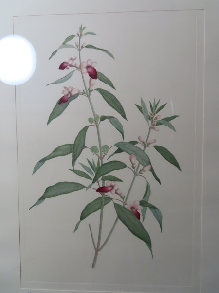 FDA-E.2916_11_23-2016-A image FDA-E.2916_11_23-2016-A