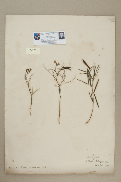 NHM_HH_15.60-2010 image NHM_HH_15.60-2010