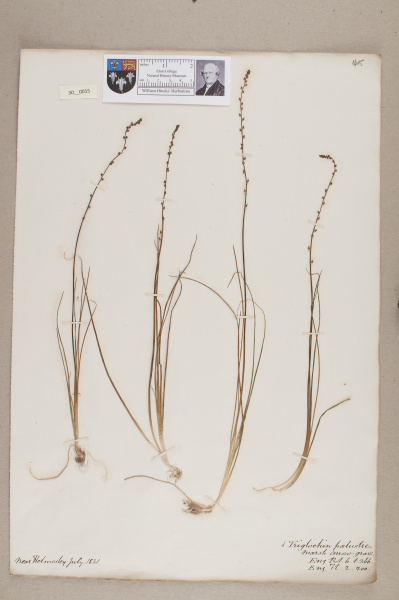 NHM_HH_30.15-2010 image NHM_HH_30.15-2010