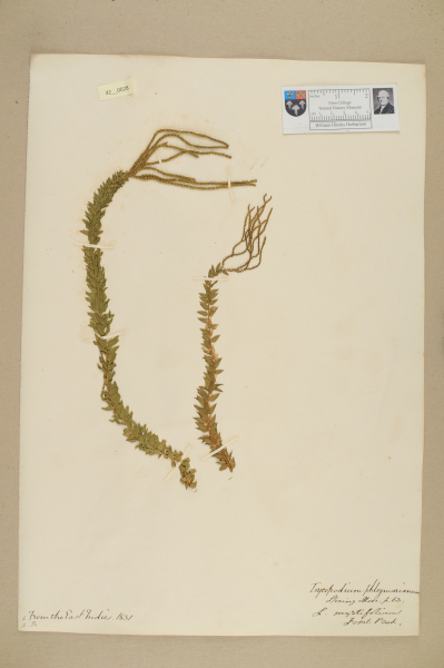 NHM_HH_42.28-2010 image NHM_HH_42.28-2010