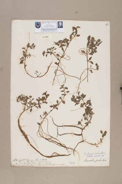 NHM_HH_17.33-2010 image NHM_HH_17.33-2010