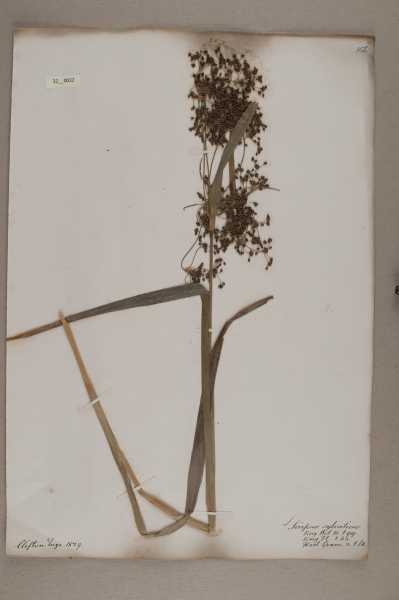 NHM_HH_32.22-2010 image NHM_HH_32.22-2010