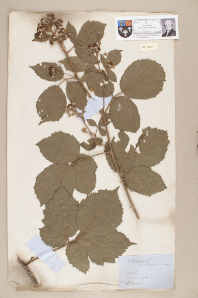 NHM_HH_43.3-2010 image NHM_HH_43.3-2010