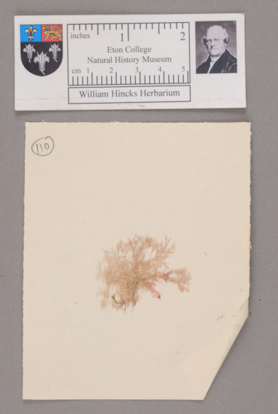 NHM_HH_1.110-2010 image NHM_HH_1.110-2010