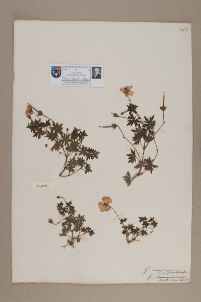 NHM_HH_19.43-2010 image NHM_HH_19.43-2010