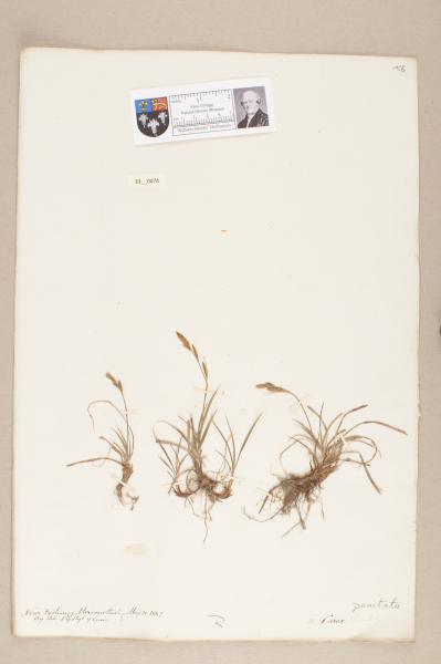 NHM_HH_33.74-2010 image NHM_HH_33.74-2010