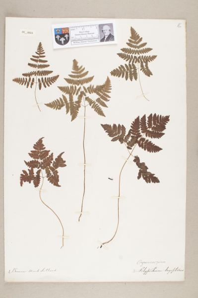 NHM_HH_5.23-2010 image NHM_HH_5.23-2010