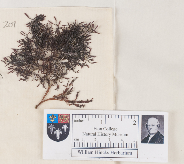 NHM_HH_1.201-2010 image NHM_HH_1.201-2010