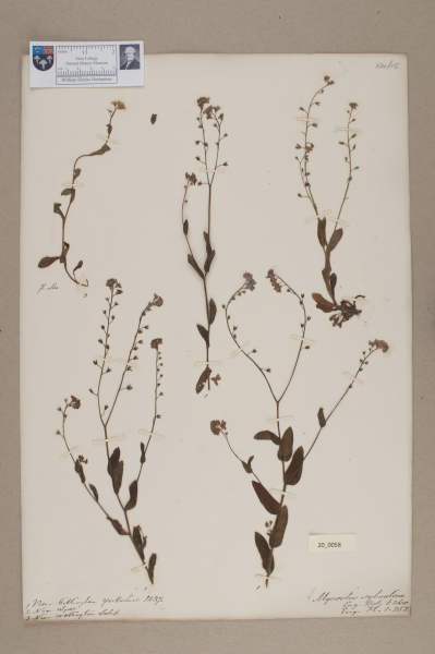 NHM_HH_20.58-2010 image NHM_HH_20.58-2010