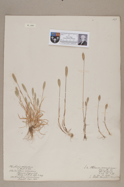 NHM_HH_35.101-2010 image NHM_HH_35.101-2010