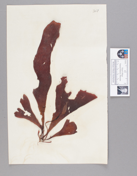 NHM_HH_1.307-2010 image NHM_HH_1.307-2010