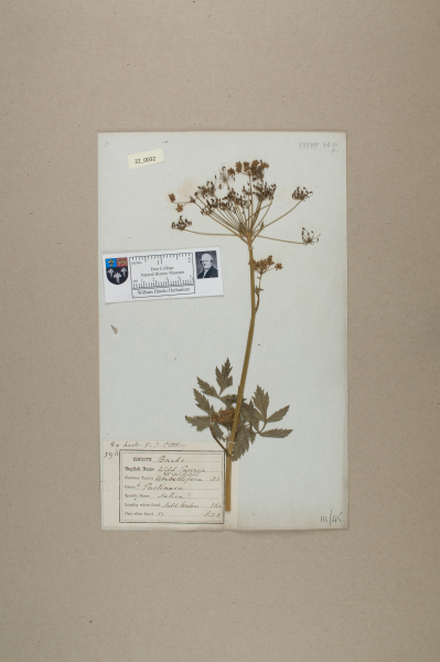 NHM_HH_22.32-2010 image NHM_HH_22.32-2010