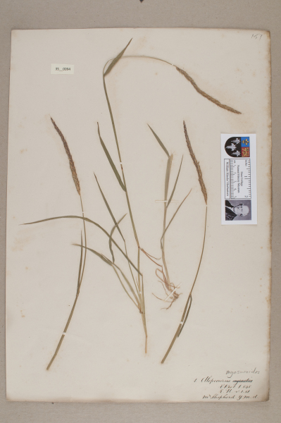 NHM_HH_35.94-2010 image NHM_HH_35.94-2010