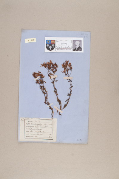 NHM_HH_10.18-2010 image NHM_HH_10.18-2010