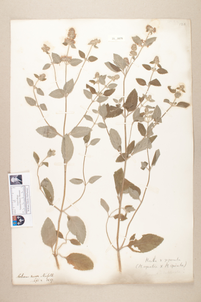 NHM_HH_23.79-2010 image NHM_HH_23.79-2010