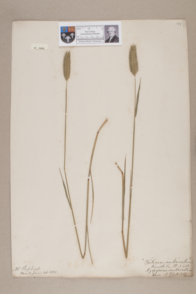 NHM_HH_37.49-2010 image NHM_HH_37.49-2010