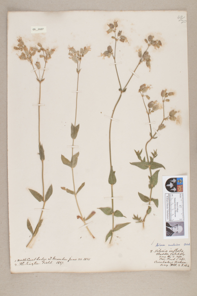 NHM_HH_9.107-2010 image NHM_HH_9.107-2010