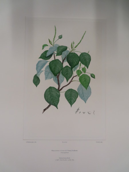 image FDA-E.2916_31_5-2016