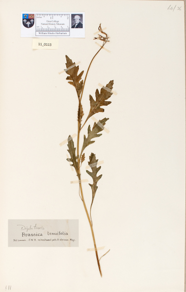 NHM_HH_11.113-2010 image NHM_HH_11.113-2010