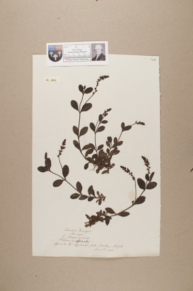 NHM_HH_25.52-2010 image NHM_HH_25.52-2010