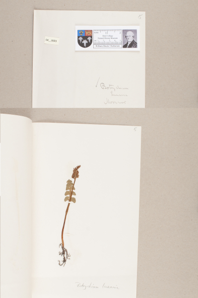 NHM_HH_4.3-2010 image NHM_HH_4.3-2010