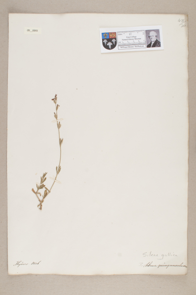 NHM_HH_9.93-2010 image NHM_HH_9.93-2010