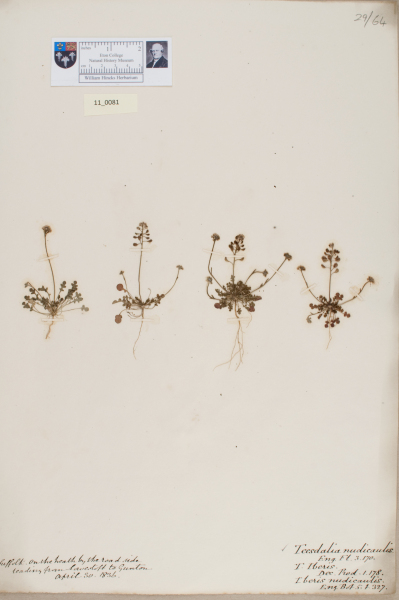 NHM_HH_11.81-2010 image NHM_HH_11.81-2010