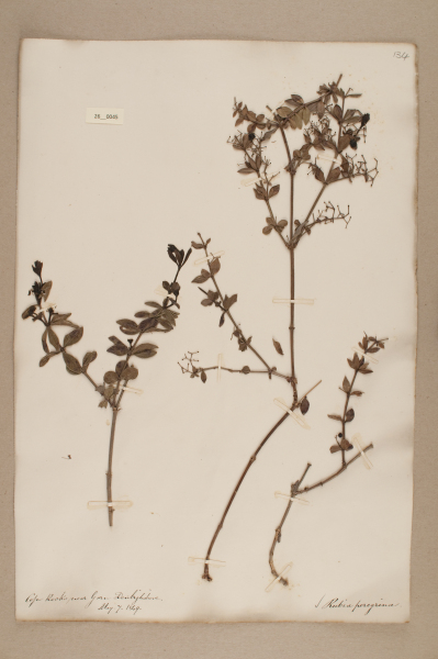 NHM_HH_26.45-2010 image NHM_HH_26.45-2010