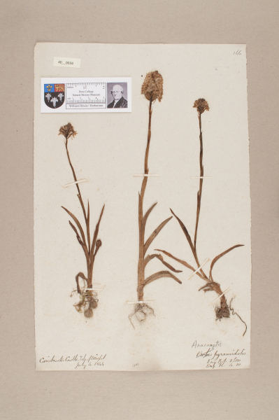 NHM_HH_40.34-2010 image NHM_HH_40.34-2010