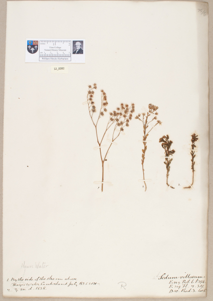 NHM_HH_12.82-2010 image NHM_HH_12.82-2010