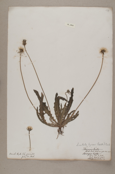 NHM_HH_28.18-2010 image NHM_HH_28.18-2010