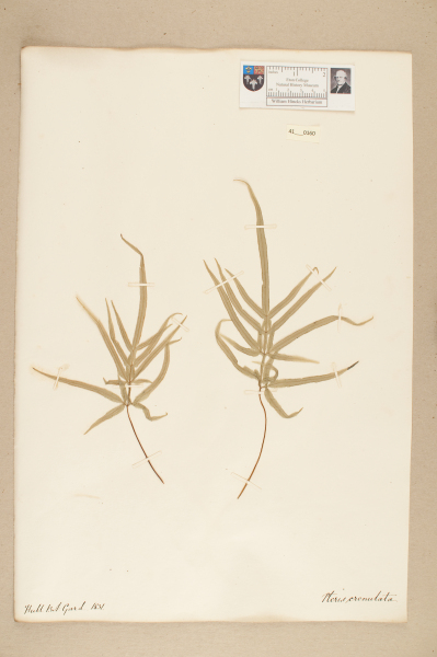 image NHM_HH_41.160-2010