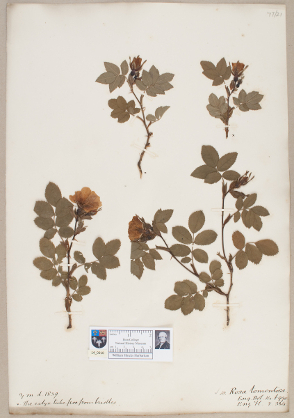 NHM_HH_14.10-2010 image NHM_HH_14.10-2010