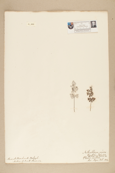 NHM_HH_41.95-2010 image NHM_HH_41.95-2010