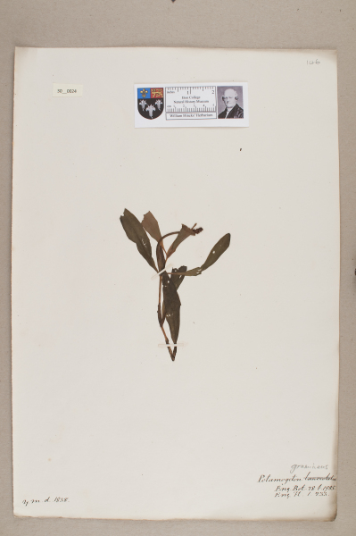 NHM_HH_30.24-2010 image NHM_HH_30.24-2010