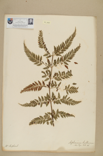 NHM_HH_42.37-2010 image NHM_HH_42.37-2010