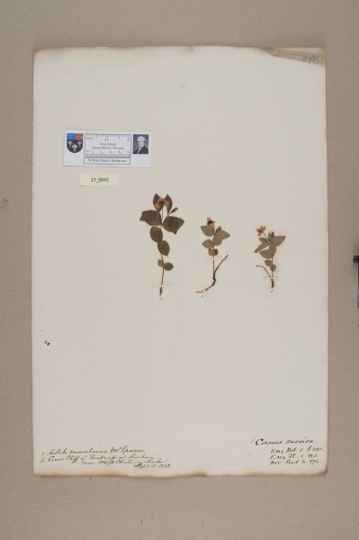 NHM_HH_17.42-2010 image NHM_HH_17.42-2010