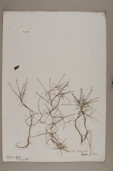 NHM_HH_32.31-2010 image NHM_HH_32.31-2010