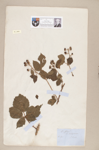 NHM_HH_43.39-2010 image NHM_HH_43.39-2010